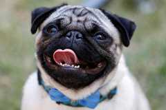 FILE PHOTO: A Pug dog called Harley, and star of the film