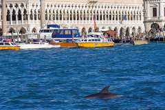 A dolphin nicknamed 'Mimmo' swims in the San Marco Basin, amid growing concerns about the impact of tourism on marine life, in Venice