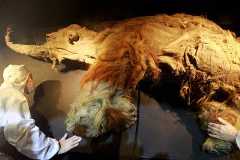 People examine a frozen woolly mammoth named