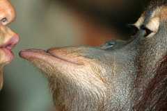 FILE PHOTO: Orangutan kisses trainer during pause in animal show in Yongin.