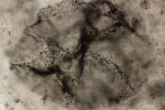 Scientists have detected some of the oldest signs of life on Earth and the earliest evidence yet of the oxygen-producing photosynthesis