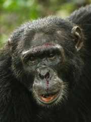 Chimpanzé ferido após briga com outro animal no Parque Nacional Kibale, na Tanzânia. Guerras são principal causa de morte violenta entre chimpanzés. (Foto: Andrew Bernard/Divulgação) ***DIREITOS RESERVADOS. NÃO PUBLICAR SEM AUTORIZAÇÃO DO DETENTOR DOS DIREITOS AUTORAIS E DE IMAGEM***