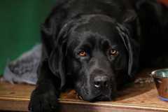 A Labrador Retriever rests in its pen during the Crufts dog show in Birmingham, Britain March 8, 2025. REUTERS/Temilade Adelaja ORG XMIT: GGGTA23