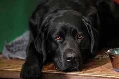 A Labrador Retriever rests in its pen during the Crufts dog show in Birmingham