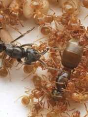 A parasita Lasius orientalis (à esquerda) infiltra-se no ninho e se aproxima da rainha hospedeira (à direita). A parasita então pulverizará a rainha hospedeira e enganará a colônia, fazendo com que ataquem sua própria mãe. Uma vez que a rainha hospedeira é eliminada, a rainha parasita assumirá o controle