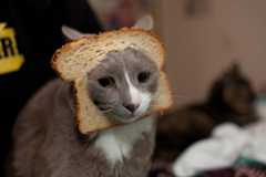 #CCC is a breadcat