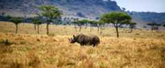 rhino in a field
