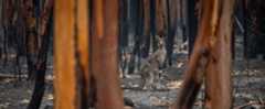 kangaroo forest fire