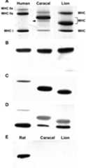 Fig. 3. Myosin heavy chain (MHC) isoform separation and Western blots of human, caracal and lion skeletal muscles. A rat sample was included in 3E as a positive control for MHC IIb. A. Silver stain (arrow indicates band that was not recognizable by any of the primary antibodies used). B. MHC Ila (antibody 2F7). C. MHC IIx (antibody 6H1). D. MHC I and MHC IIx (antibodies BA-D5 and 6H1). E. MHC IIb (antibody BF-F3).