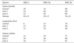 MHC isoform composition (%) of the three caracal and lion skeletal muscle groups. Human values are expressed as mean + SD.