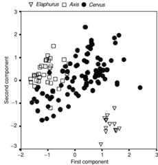 Fig. 2. Principal component analysis of all mature Cervini skulls.