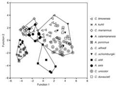 Fig. 4. Discriminant analysis for mature Cervinae specimens (excluding C. elaphus).