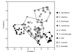 Fig. 5. Discriminant analysis for mature specimens of the genera Cervus and Elaphurus.