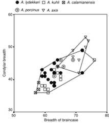Fig. 8. Bivariate plot of the BR vs CBR in five species of Axis (including one fossil species).