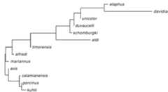 Fig. 9. Neighbour-joining species tree for Cervini based on craniometric similarities.