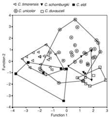 Fig. 10. Discriminant analysis for mature specimens of eldi, duvauceli, schomburgki, timorensis, and unicolor.