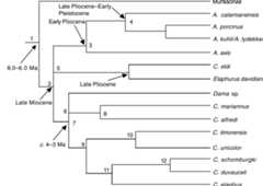 Fig. 11. Phylogenetic tree of the Cervinae based on our craniometrics and data by Randi, Mucci, Claro-Hergueta et al. (2001), and rescaled after data by Miyamoto, Kraus & Ryder (1990). For explanations of nodes 1-12 see Table 8.