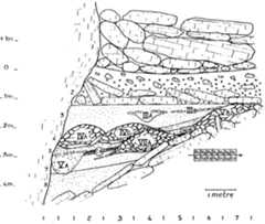 were “offerings” (cores, flakes, scrapers, a bear humerus] mixed with small rubble, sand, and cinders. Also in- cluded were other bones of bear and deer. It is curious that, in figure 12, IVA is shown filling a depression be- tween the ‘north wall” and the eroded talus alluded to above (i.e., IV—VI). This would indicate that IV had been laid down and eroded before IVA began to accumulate. However, in figures 9 and 10 (sections at right angles to one another), IVA is shown as a typical dome-shaped pile of rubble like VB or VIIA. Also in figure 10, IV is shown as overlying IVA, which would mean that it post-dated that feature. There is no doubt that the stones of IVA collected during a period when either Neandertals were using the cave or their detritus was collecting inside as it fell down the shaft. The clasts that form IVA, with all the rest in this chamber, would have been subjected to downslope movement and would have come to rest at the bottom, where the floor levelled out. This process would have been hastened by the action of rapidly run- 