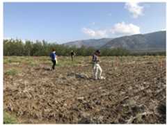 Figure 7: The flat site of Elateia-Bigmeni Petra under intensive survey in September 2017 (Agathe Reingruber). 
