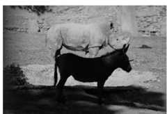Fig. 1: Manuela the rhinoceros and one of the donkeys with which she shares an enclosure in Tblisi zoo, Georgia. Photo credit: Khatia Basilashvili.  To be clear, it is not my position that a rhino was ever mistaken for a donkey. Rather, it seems possible that if forced to describe a rhino to someone who had never seen one “massive, grey donkeyish thing with a horn, lives in the east somewhere” would not be an unreasonable attempt. That such a description could be shortened to simply “donkey of AnSan” is not unlikely. 