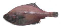 Flatfish