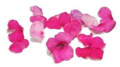 Edible Flowers