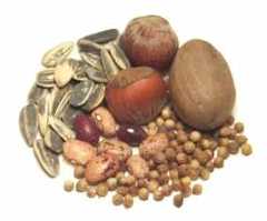 Seeds