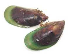 Mollusks - Clams