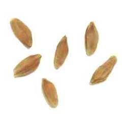 Triticale
