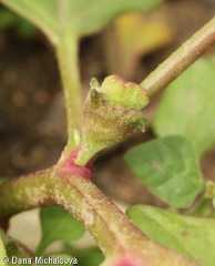Tetragonia tetragonoides – čtyřboč rozložitá