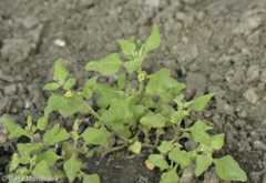Tetragonia tetragonoides – čtyřboč rozložitá