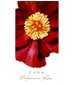 perfume Bulgarian Rose