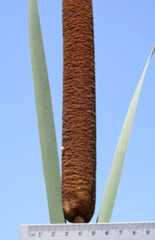 Typha latifolia L.