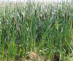 Typha latifolia L.