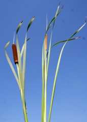 Typha latifolia L.