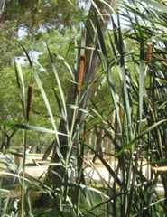 Typha latifolia L.