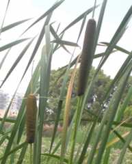 Typha latifolia L.