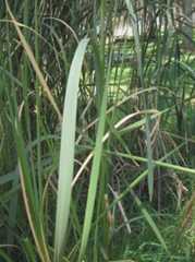 Typha latifolia L.