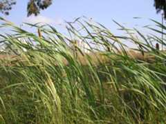 Typha latifolia L.