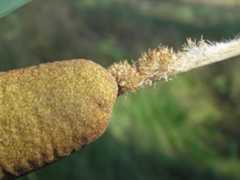 Typha latifolia L.