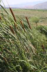 Typha latifolia L.