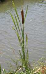 Typha latifolia L.