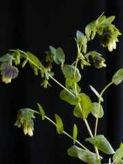 דונגית ארץ-ישראלית Cerinthe palaestina Eig & Samuelsson