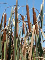 Typha latifolia L.
