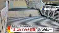 野生のコアラが“はじめての大冒険！”　駅をフラフラ挑むは…電車への乗車？　警察出動で逃げ去る　オーストラリア