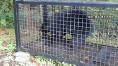 クマ捕獲「報酬低すぎる」自治体は「十分な予算ない」…要件緩和や基準統一を求める声も 東北の市町村7割超が国の交付金増額を要求