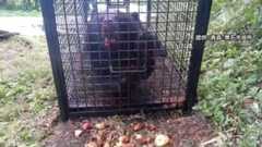 「赤字膨らむ」クマ捕獲の報酬めぐり東北の自治体75%が“交付金の増額”求める…自治体によって報酬額に大きな差も FNN調査