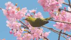 春の訪れ告げるピンクの花が満開に…早咲きの『河津桜』約150本が見頃迎える 3月に入り一気に開花 三重県熊野市｜FNNプライムオンライン