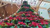 「わくわくしますね」 200鉢のポインセチアで作る高さ3メートルのクリスマスツリー この時期にふさわしい赤と緑 イヴを前に公園の来場者を迎える