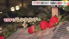 イチゴ狩りに魅せられて…未経験から農園オープン　愛とＡＩで育む観光農園　鹿児島・肝付町